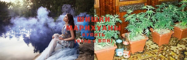 прущие грибы Богданович